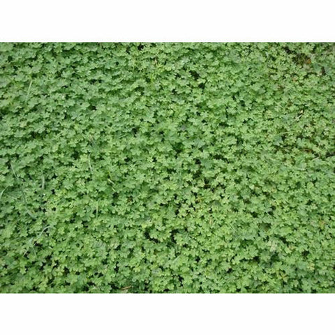 Pickseed - Micro Clover (coated) - lb