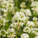 White Dutch Clover (Turf Quality) - lb
