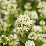 White Dutch Clover (Turf Quality) - lb