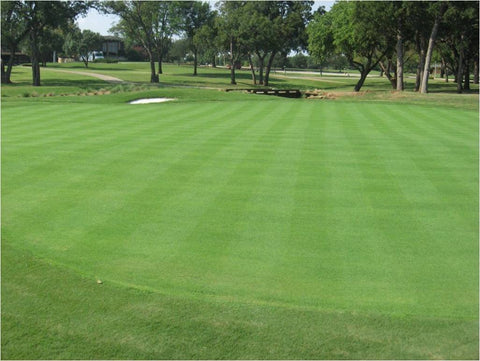 BENTGRASS, PENNCROSS - LB