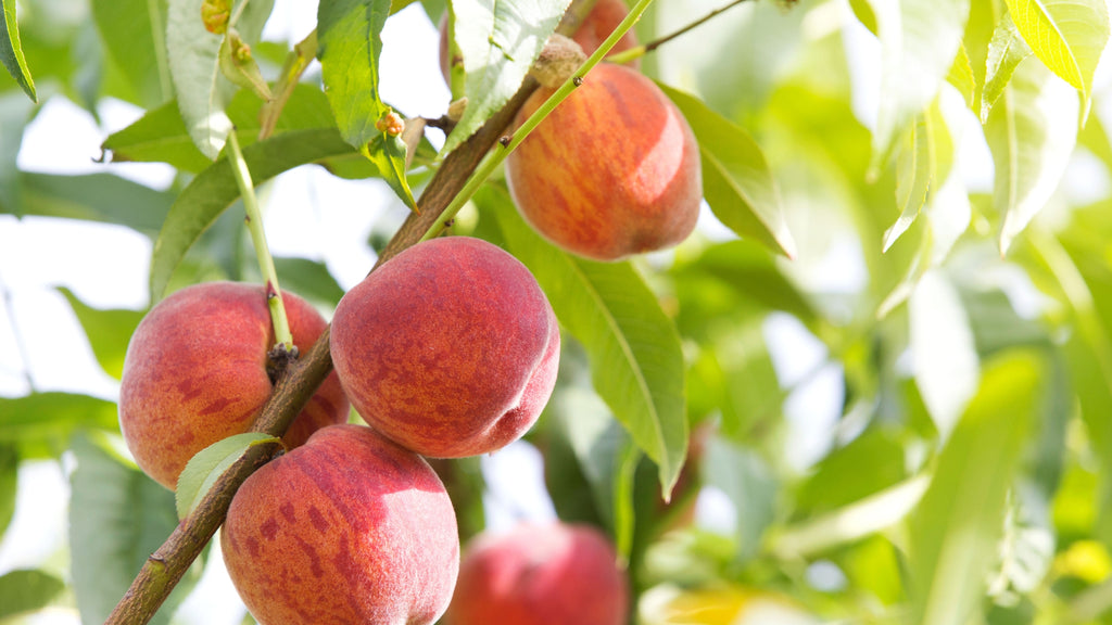 Growing Common Crops