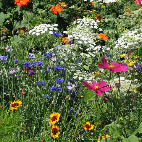 MOUNTAIN FLOWER MIX, WILD DRYLAND - LB.