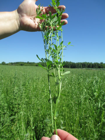 Legacy -ALFALFA L-457 H.D. - 1 LB.