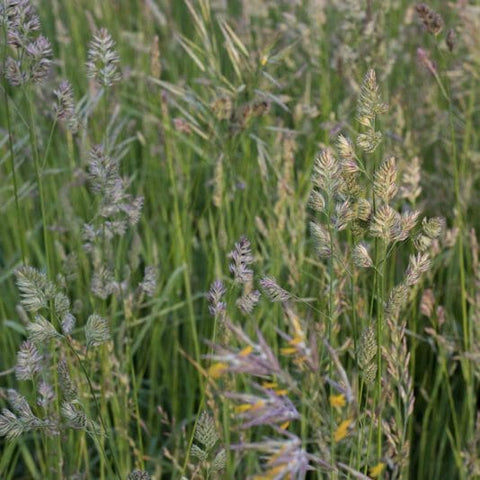 Quickdraw Orchardgrass - 1 LB