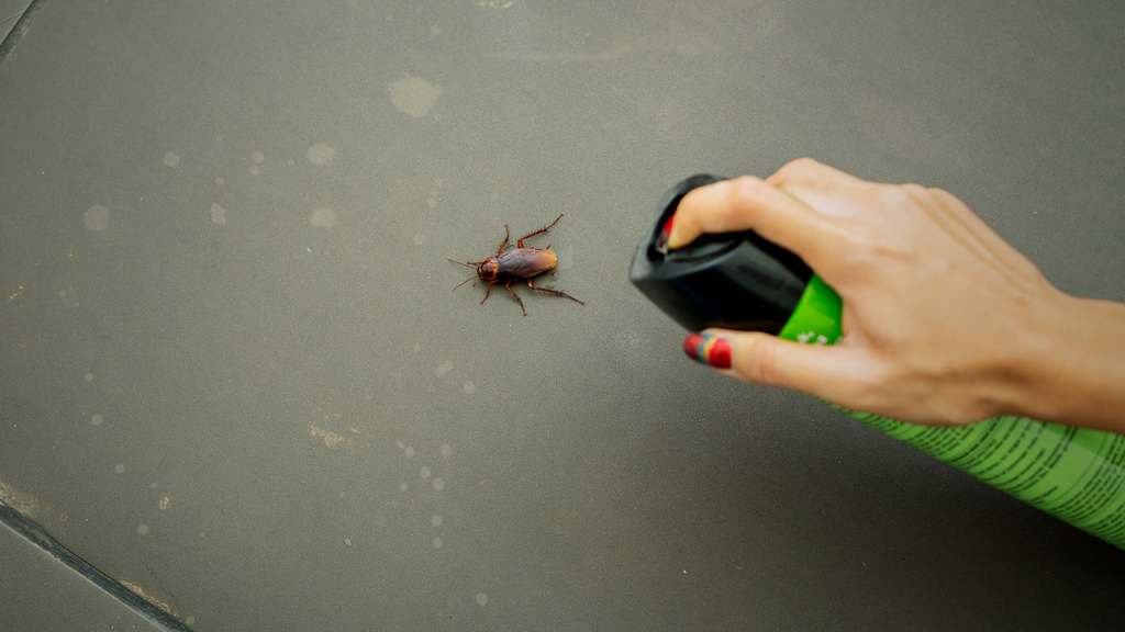 Pest Control Tips and Advice
