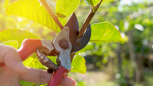 Pruning Trees and Protecting with Dormant Spray