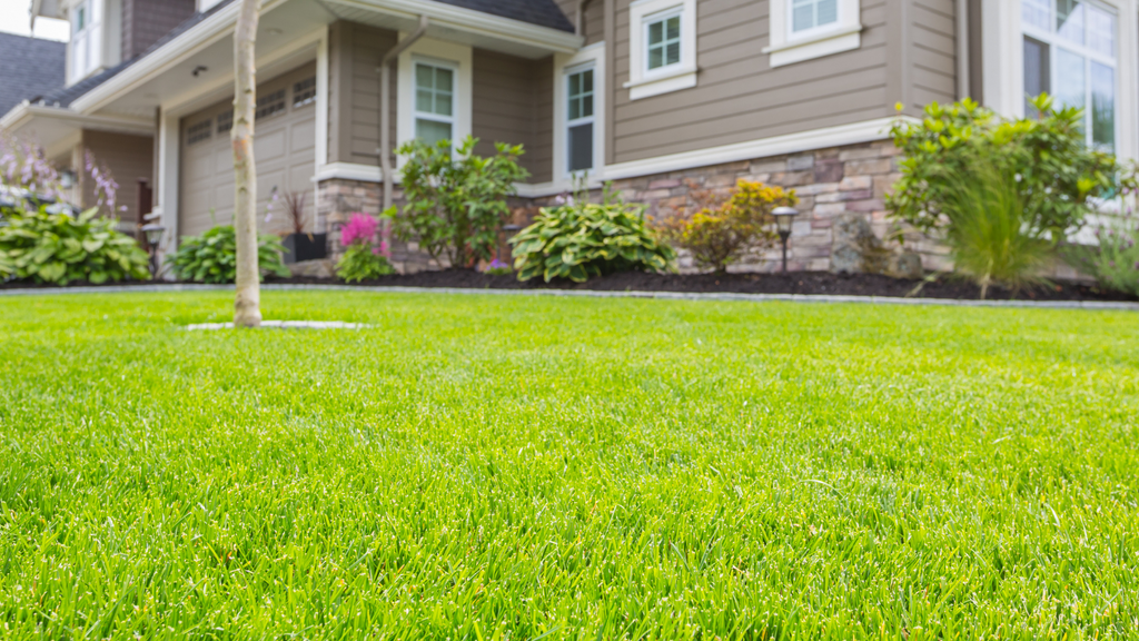 Custom Lawn Care Program