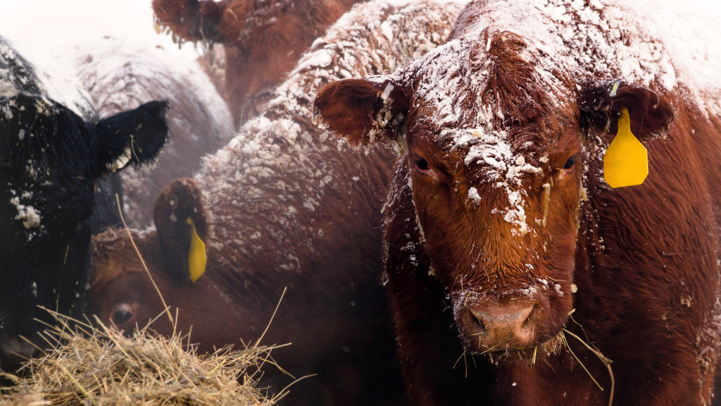 Winter Home and Ranch Checklist