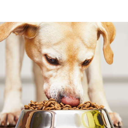 Pet Supplies