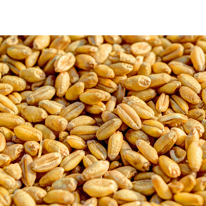 Seed