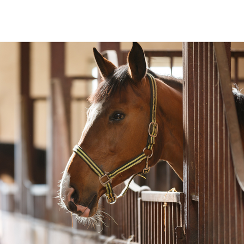 Barn and Stable